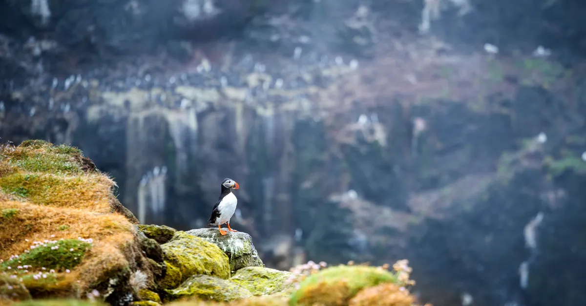 Atlantic puffin in Latrabjarg cliff during spring in Iceland